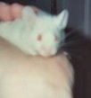 cheerio.jpg