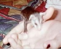 lilpossum.jpg
