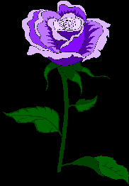 purple_rose_2.jpg