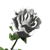 whiterose.gif