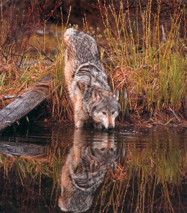 wolf.jpg