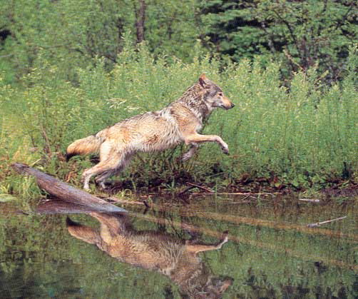 wolf10.jpg