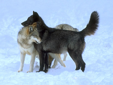 wolf11.jpg