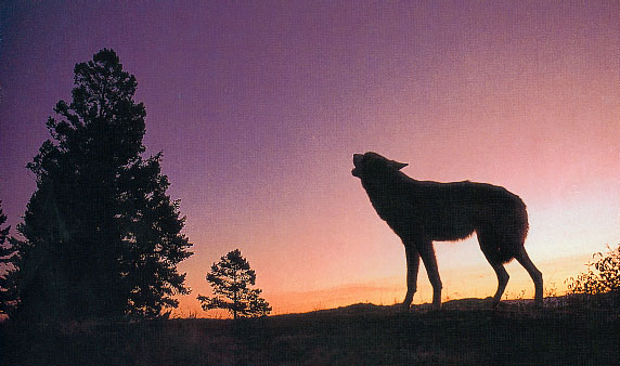 wolf12.jpg