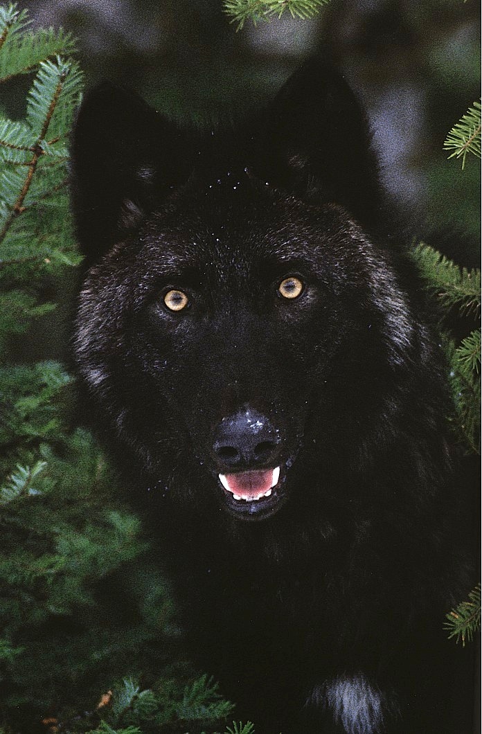 wolf13.jpg