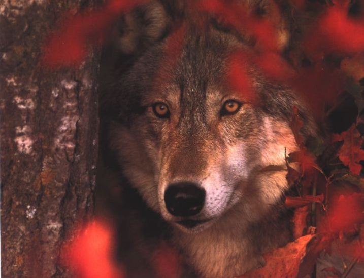 wolf3.jpg