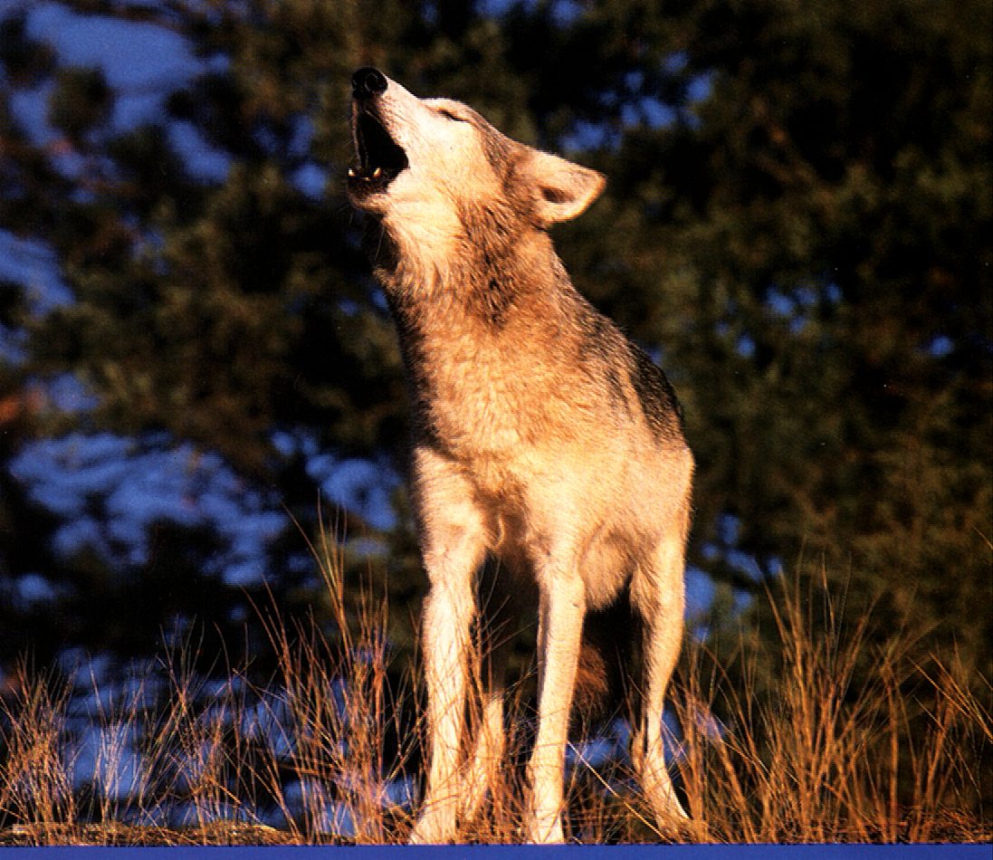 wolf4.jpg