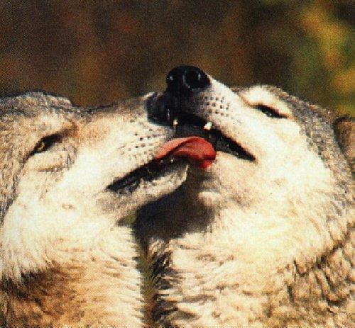 wolf5.jpg