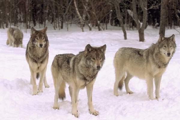 wolf7.jpg