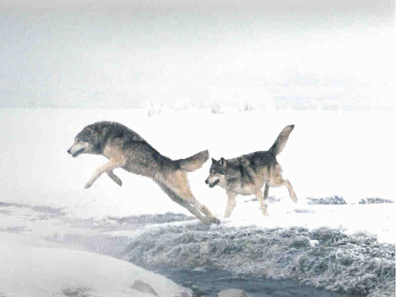 wolf8.jpg