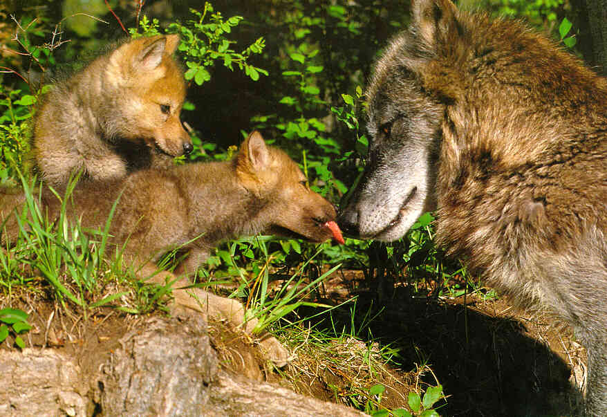 wolf9.jpg