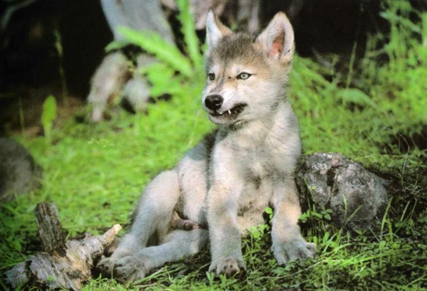 wolfpup.jpg