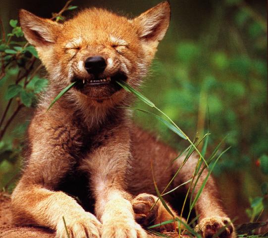 wolfpup2.jpg