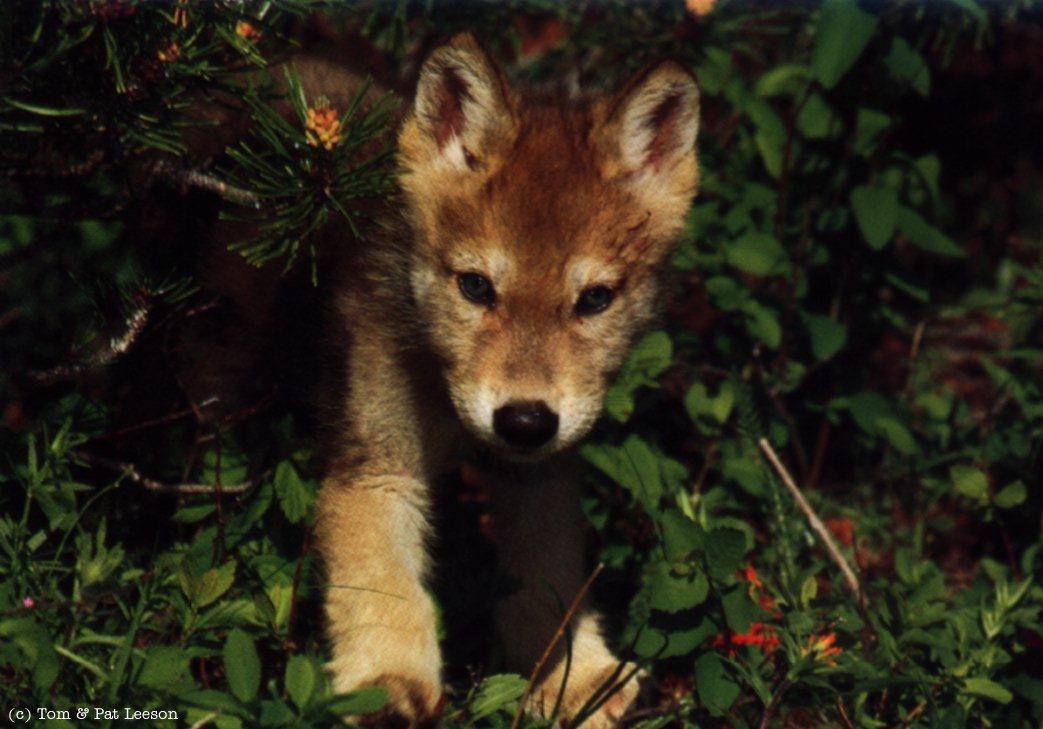 wolfpup3.jpg